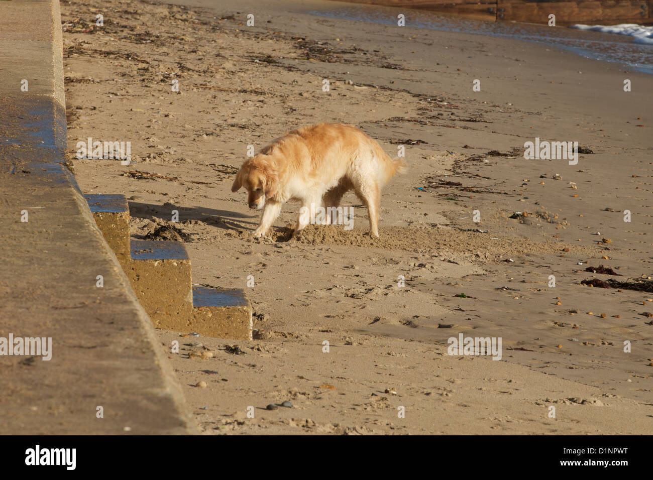 Hund Graben Im Sand Am Strand Stockfotos und bilder Kaufen Alamy