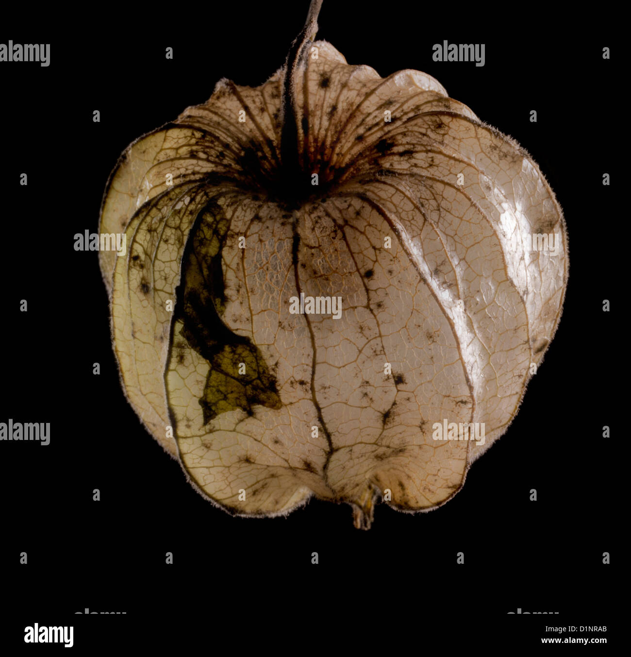 eine faule Blase Cherry in Schwarz zurück Stockfoto