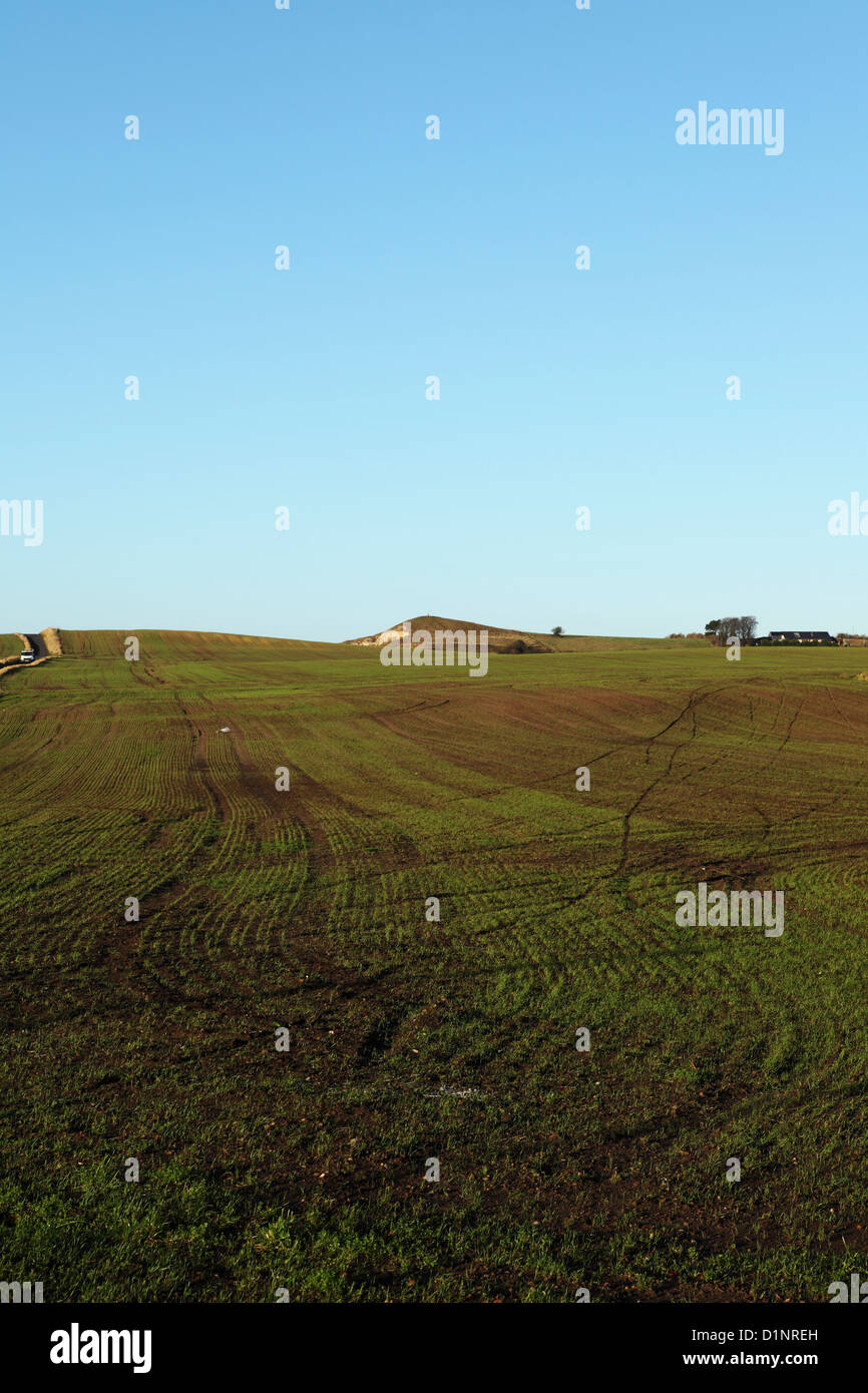 Die erste schießt eines Winters, Getreide zu wachsen, in einem Feld in Sunderland im Nordosten Englands. Stockfoto