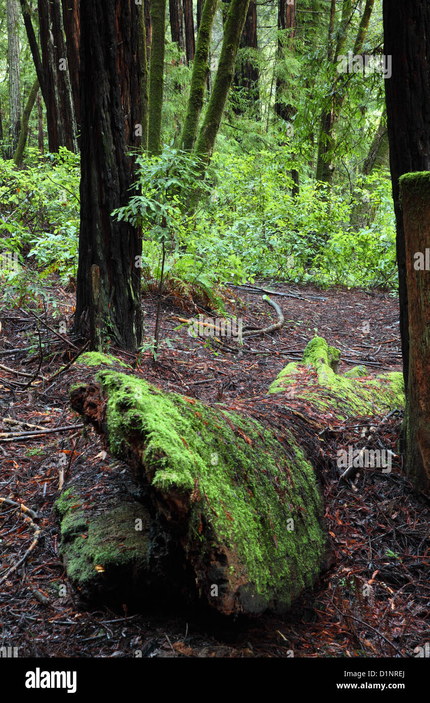 Moos bedeckt umgestürzten Baumstamm im Nisene Flecken Stockfoto