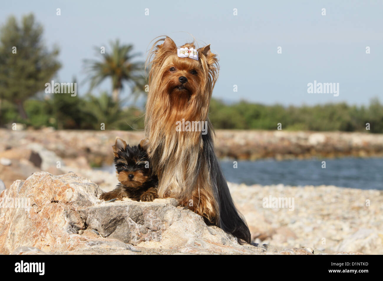 Erwachsener Hund Yorkshire Terrier und Welpen am Strand Stockfoto Erwachsener Hund Yorkshire Terrier und Welpen am Strand Stockfoto