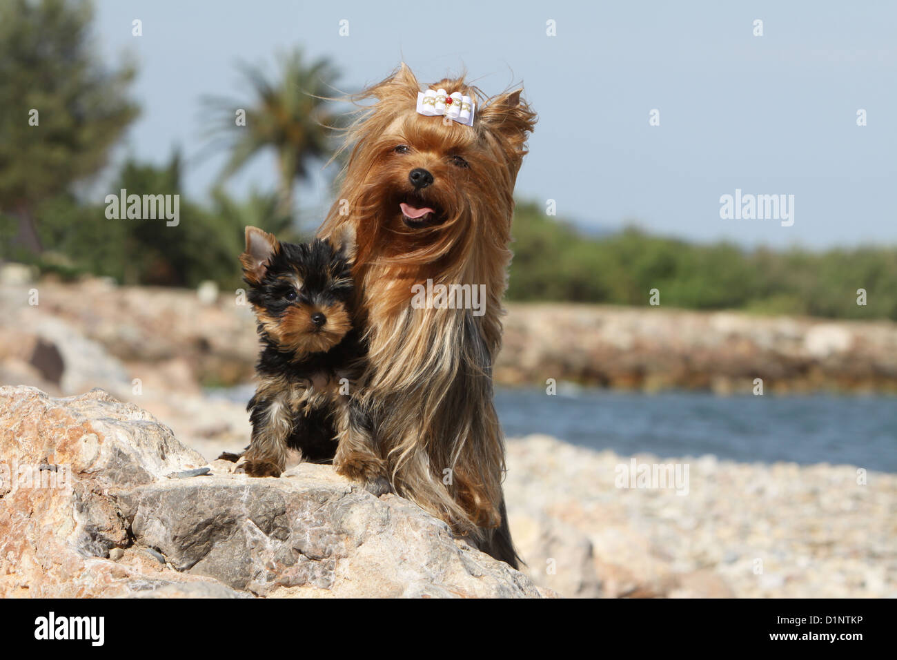 Erwachsener Hund Yorkshire Terrier und Welpen am Strand Stockfoto Erwachsener Hund Yorkshire Terrier und Welpen am Strand Stockfoto