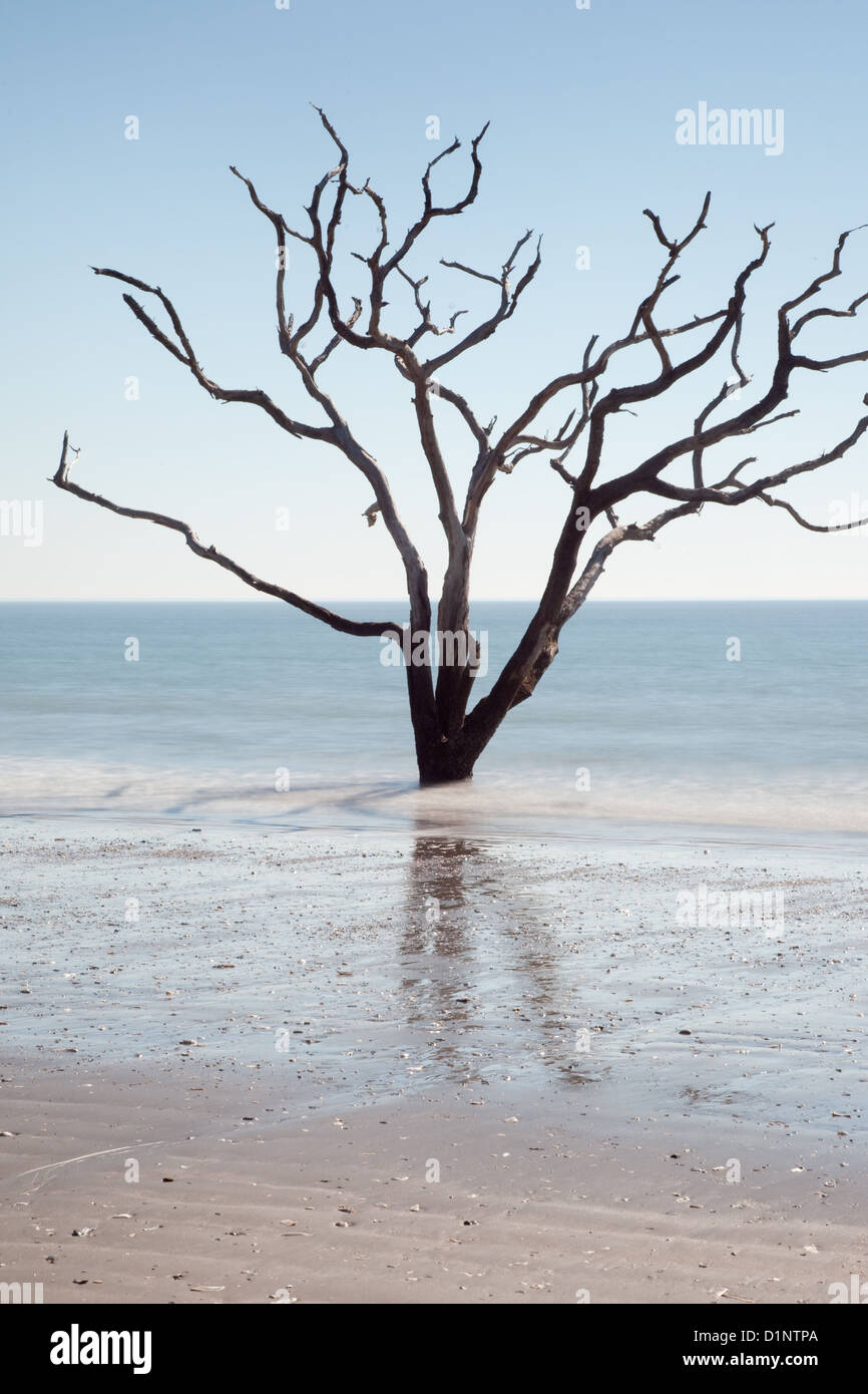 "Blühen, wo Sie gepflanzt werden" funktioniert nicht, wenn sich das Umfeld ändert. Eichen-Baum in den Ozean nach Strand erosion Stockfoto