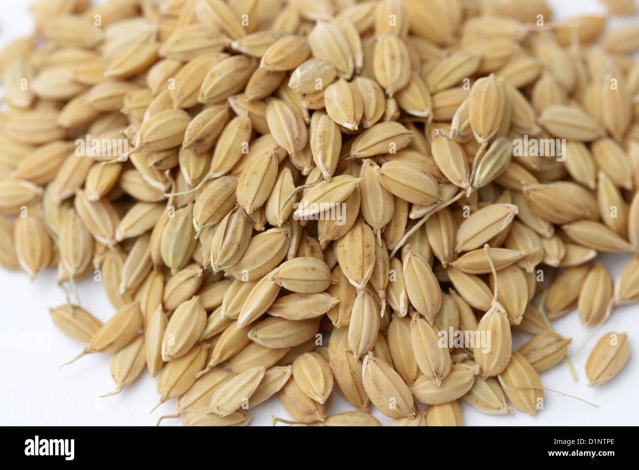 Reis-Samen.  Japanische Koshihkan Sorte, Oryza sativa Stockfoto