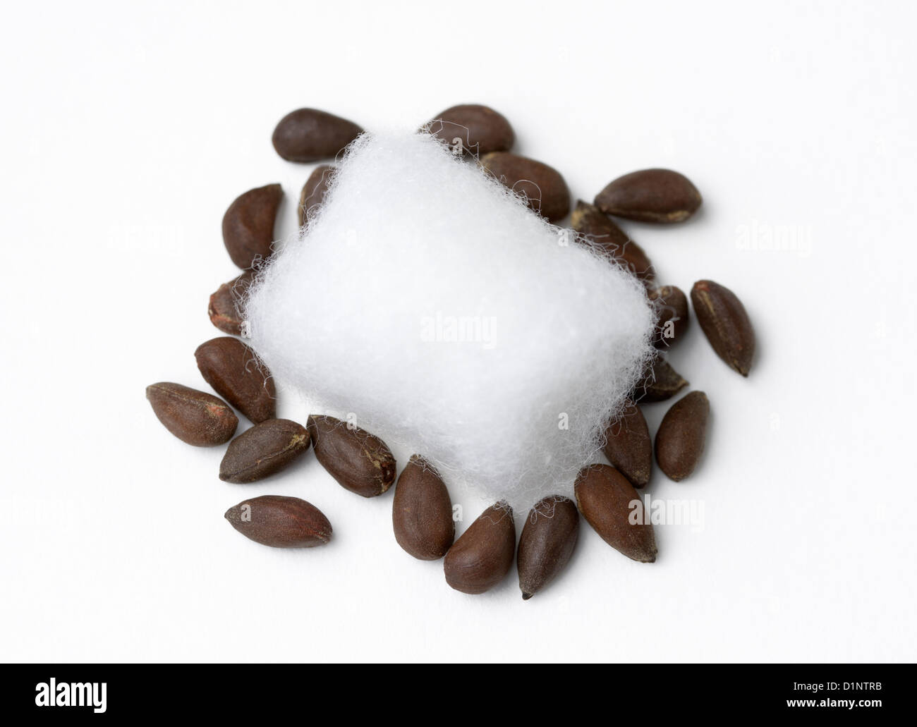 Baumwolle (Gossypium) Samen mit einem Wattebausch. Stockfoto
