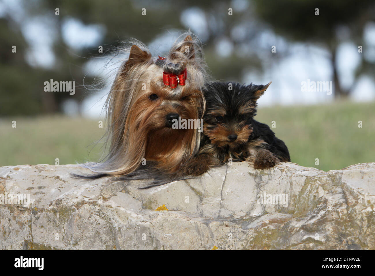 Erwachsener Hund Yorkshire Terrier und Welpen, die auf einem Felsen liegend Stockfoto Erwachsener Hund Yorkshire Terrier und Welpen, die auf einem Felsen liegend Stockfoto