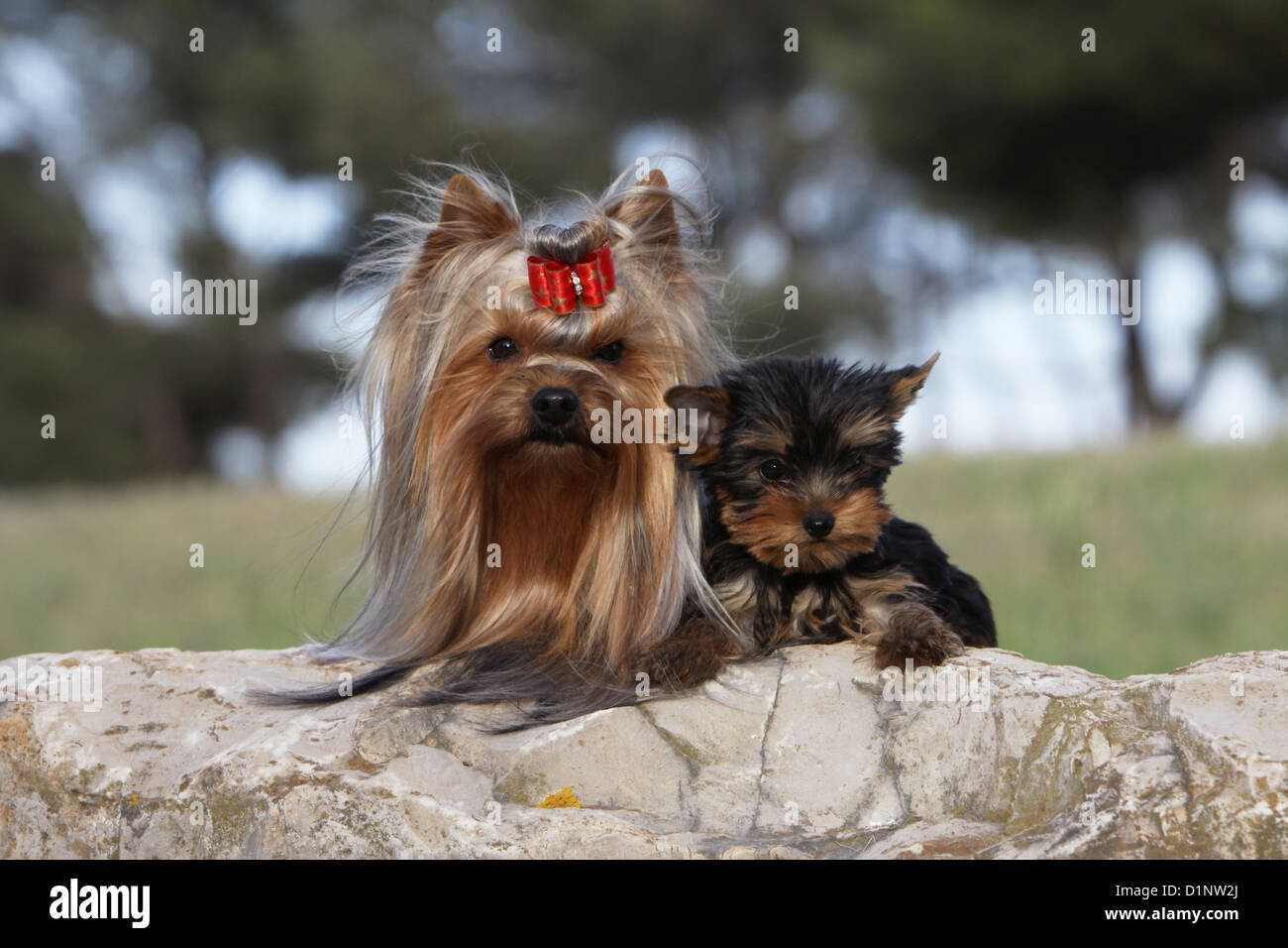 Erwachsener Hund Yorkshire Terrier und Welpen, die auf einem Felsen liegend Stockfoto Erwachsener Hund Yorkshire Terrier und Welpen, die auf einem Felsen liegend Stockfoto