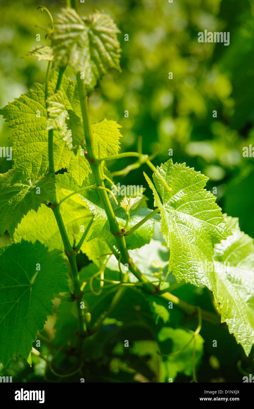 Sonoma Valley Trauben Reben im Frühjahr, Sonoma, Kalifornien Stockfoto