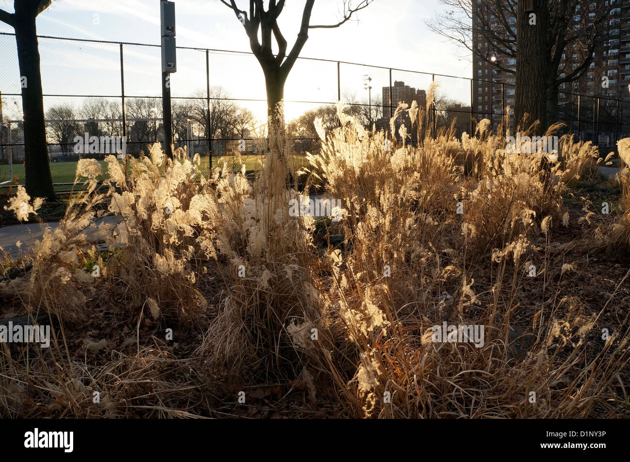 Getrocknete Gräser im Winter im East River Park entlang des East River, New York City Stockfoto