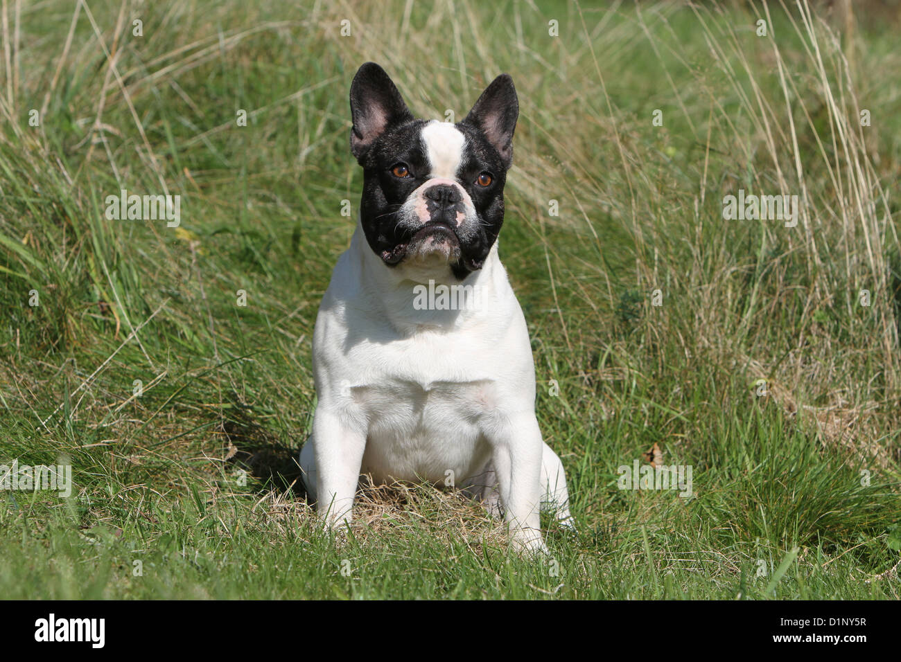 Französische Bulldogge Hund / Bouledogue Français