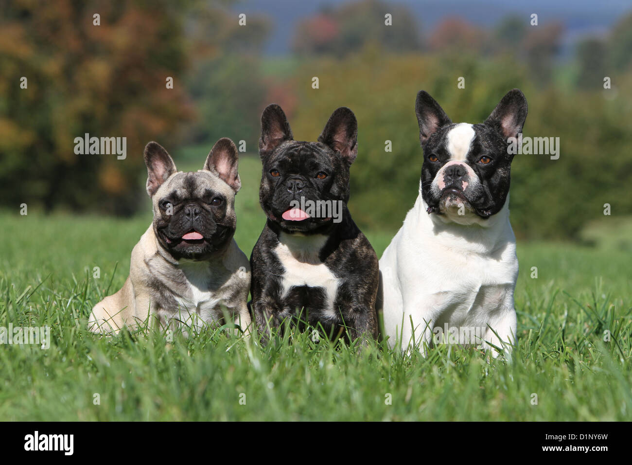 Farben Von Franzosischen Bulldoggen