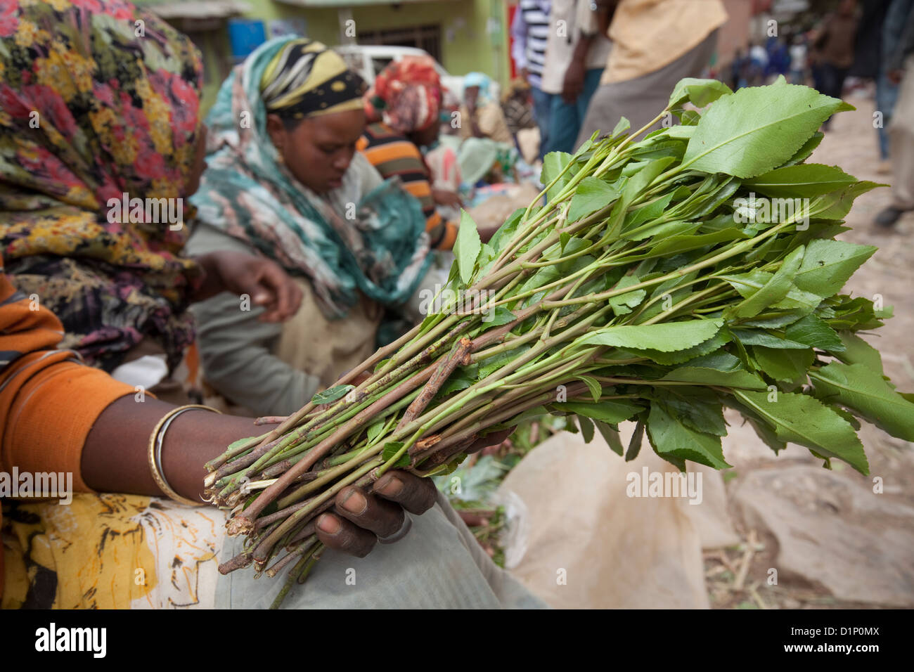 Khat leaves Fotos und Bildmaterial in hoher Auflösung Alamy