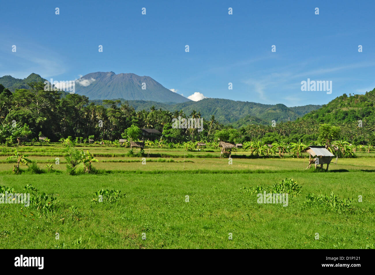 Indonesien, Bali, Padang Bai, typische Reis Feld Landschaft mit Mt Gunung Agung auf Rückseite Stockfoto