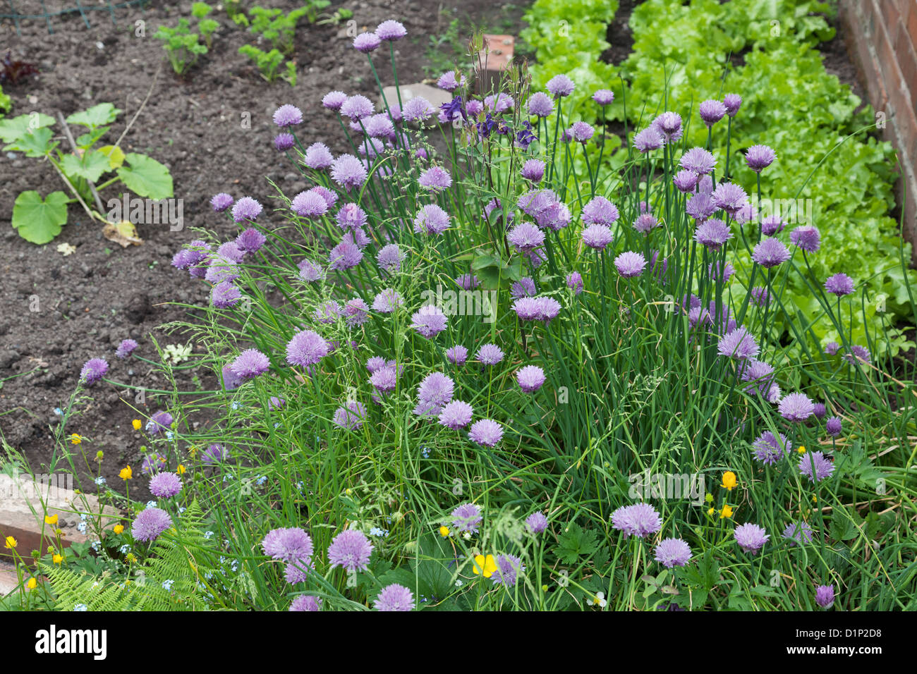 Schnittlauch Allium Blumen wachsen im Garten Gemüsegarten Stockfoto