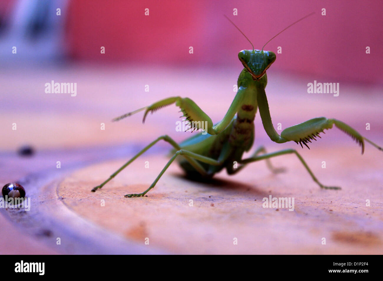 Praying mantis Stockfoto