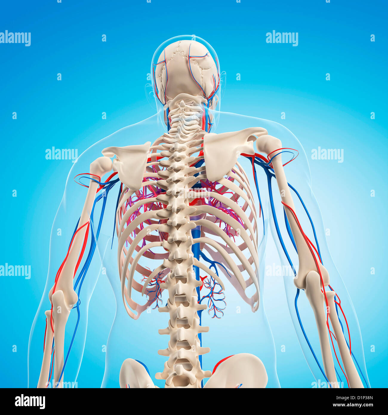 Teil Des Menschlichen Körpers Stockfotos und -bilder Kaufen - Alamy