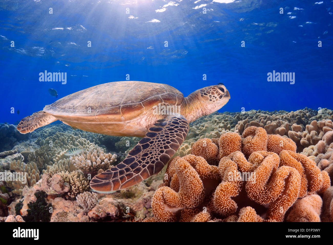 Green Sea Turtle Chelonia Mydas schwimmen über ein Korallenriff, Coral Sea, Great Barrier Reef, Pazifik, Queensland, Australien Stockfoto