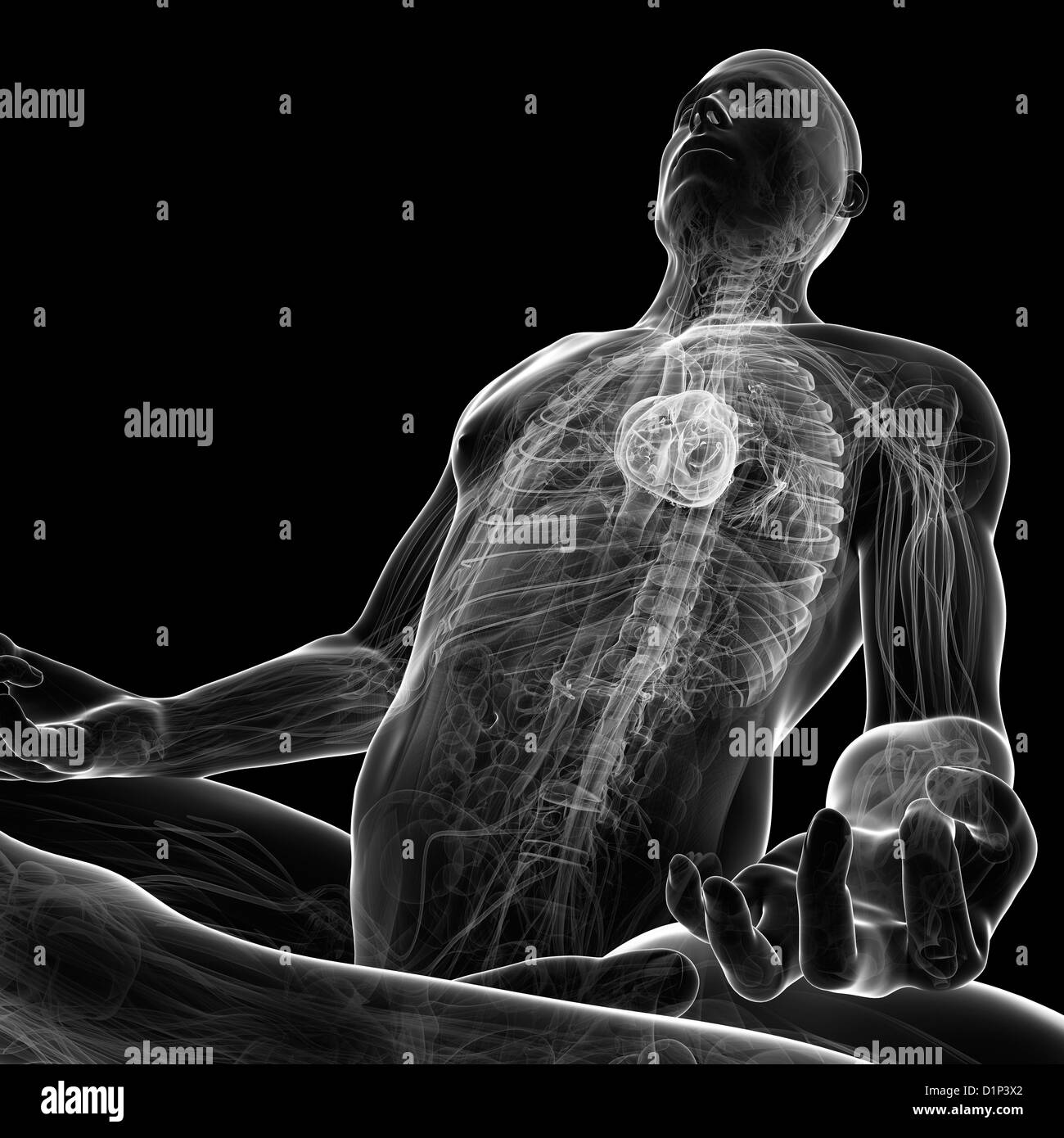 Herz-Kreislauf-System, artwork Stockfoto
