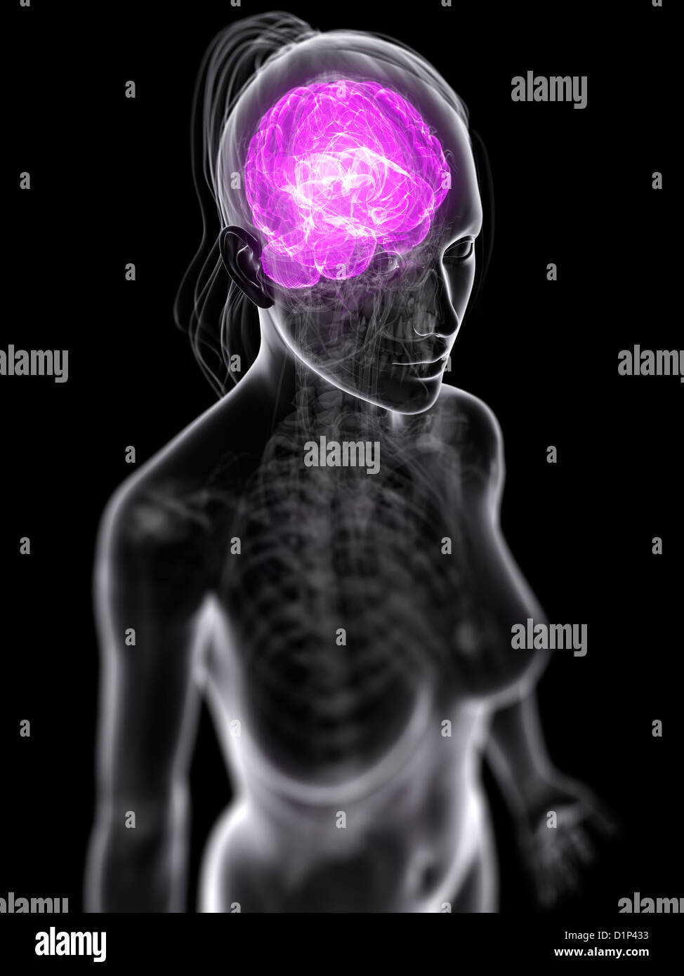 Weibliche Gehirn, artwork Stockfoto