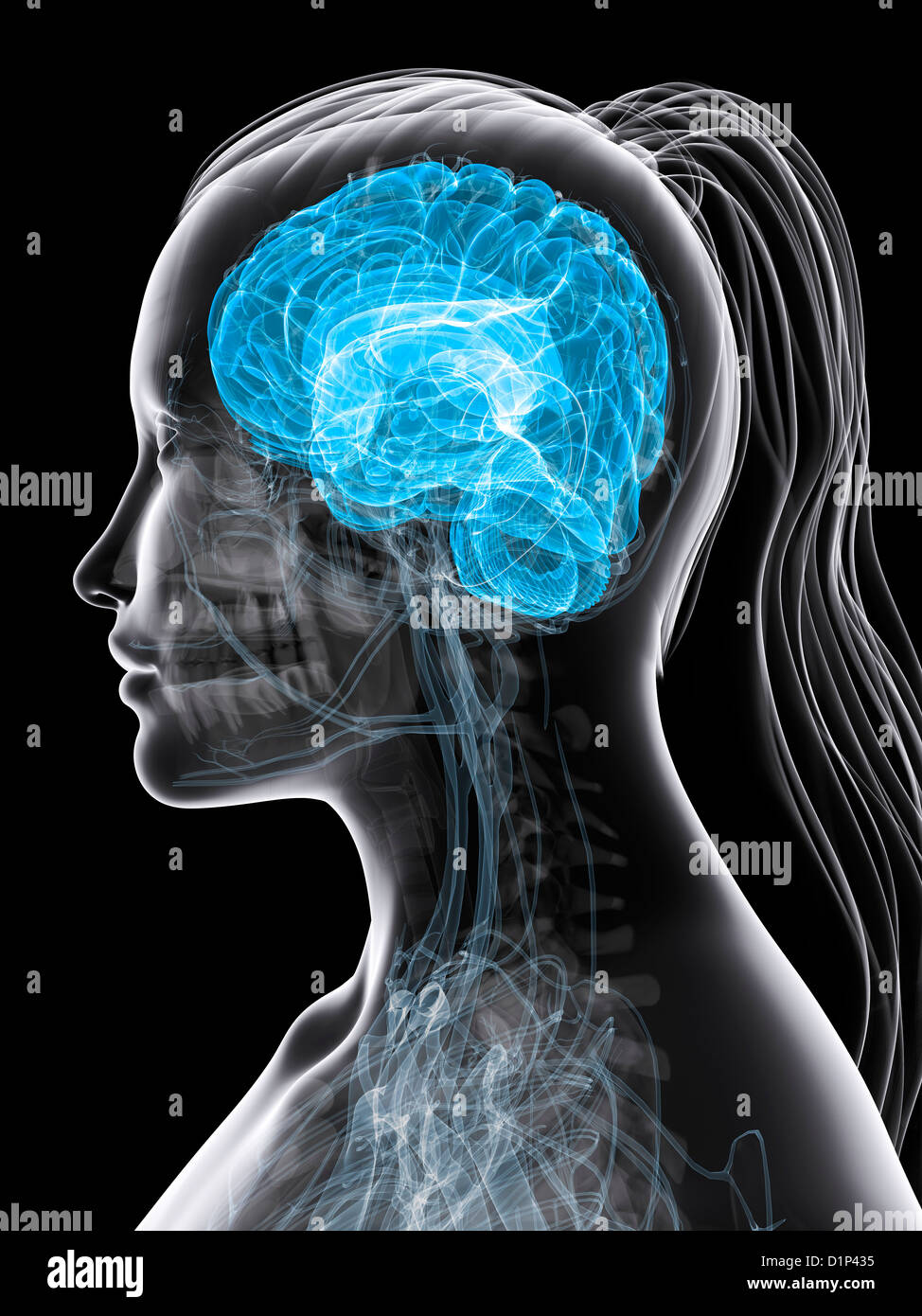 Weibliche Gehirn, artwork Stockfoto