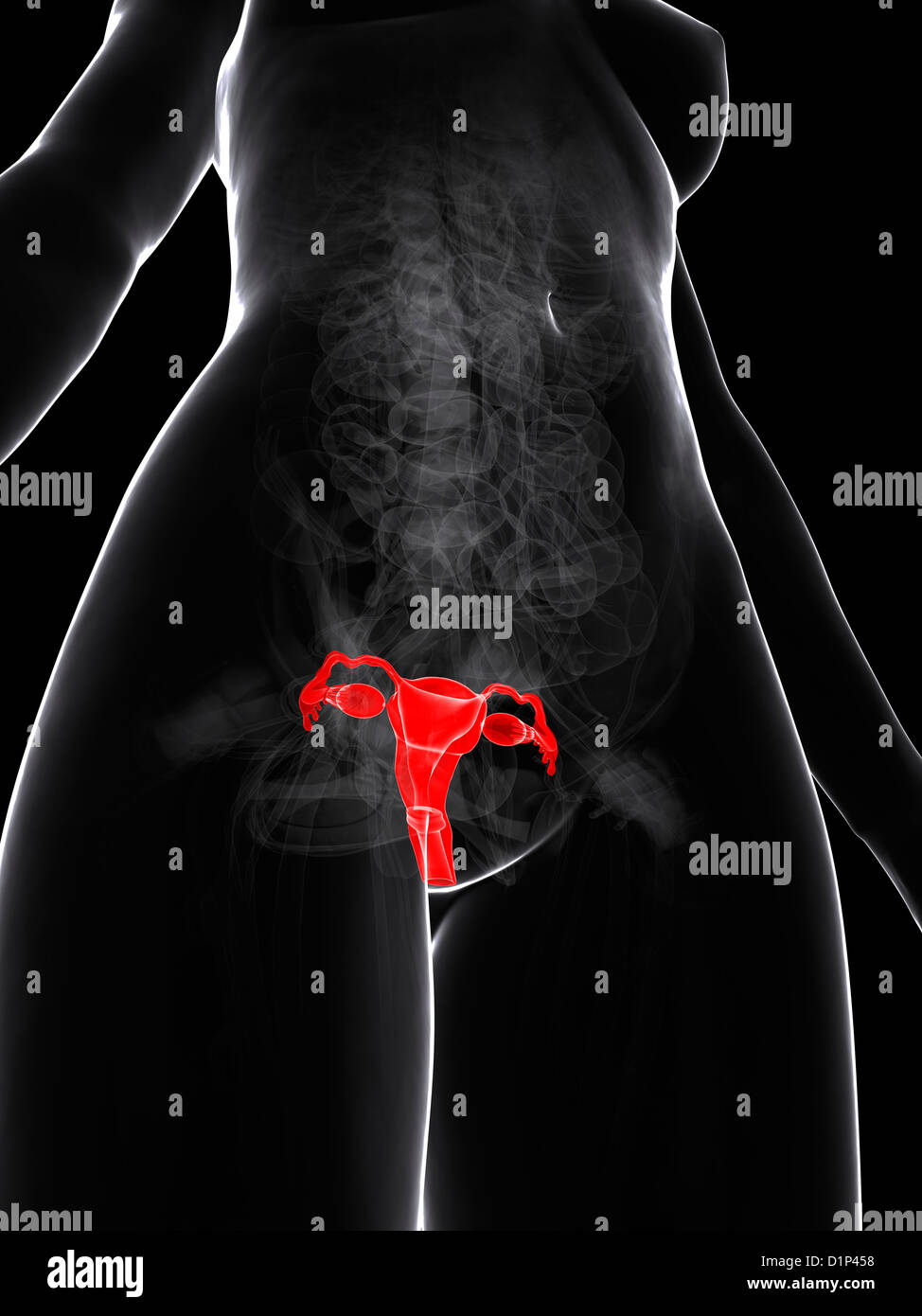 Weiblichen Fortpflanzungsorgane, artwork Stockfoto