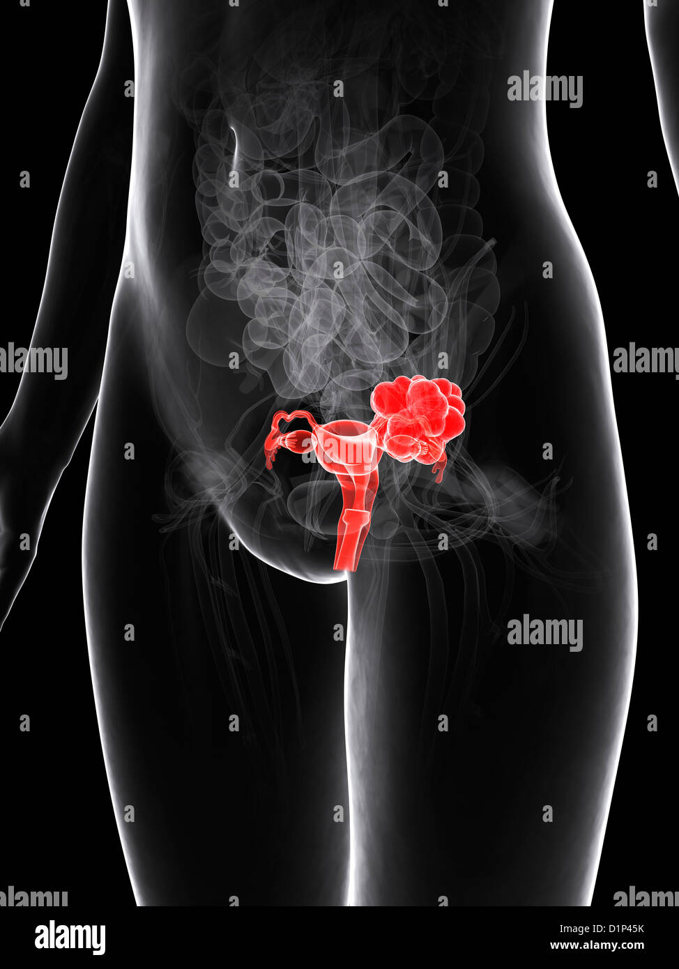 Weiblichen Fortpflanzungsorgane, artwork Stockfoto