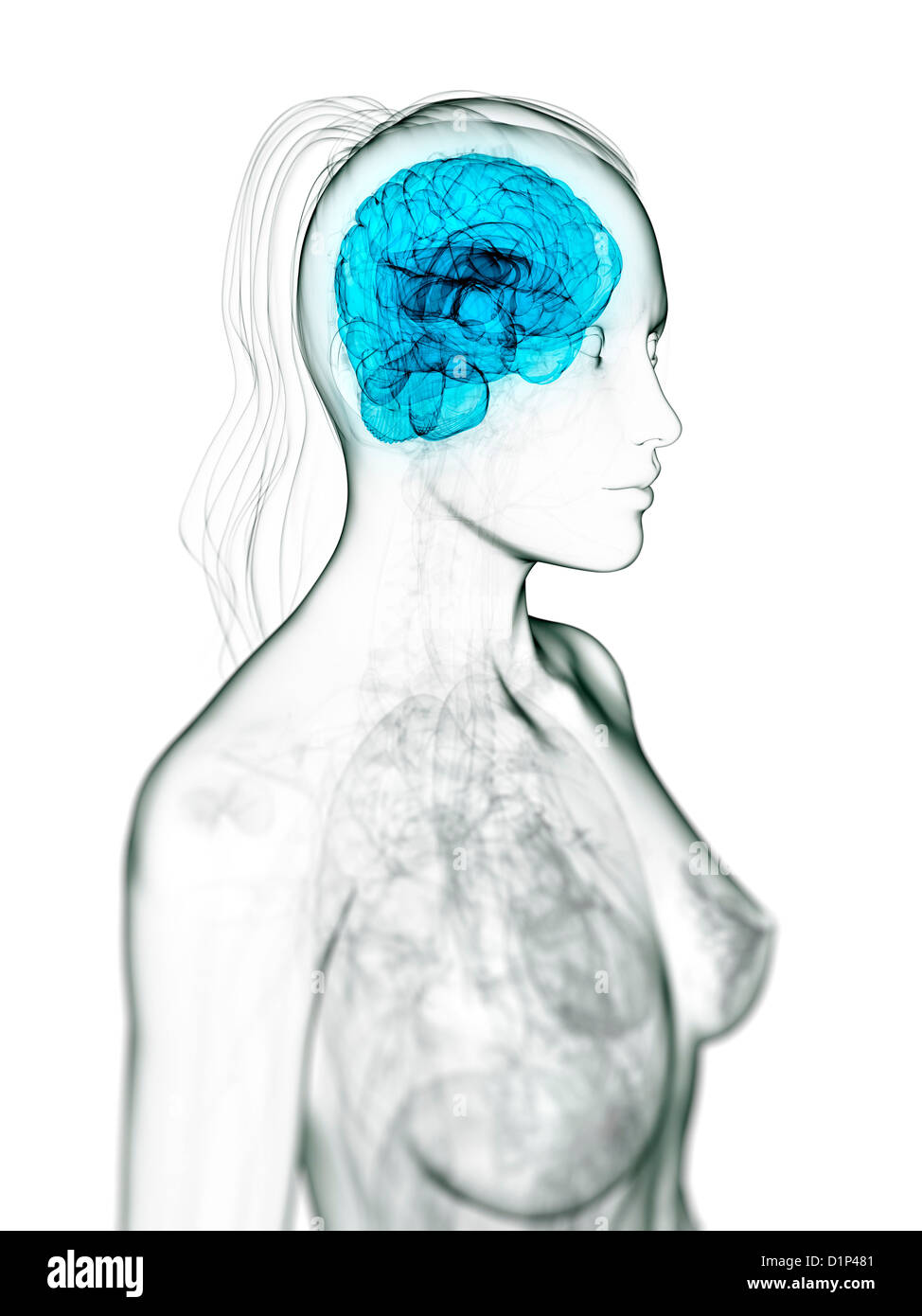 Weibliche Gehirn, artwork Stockfoto
