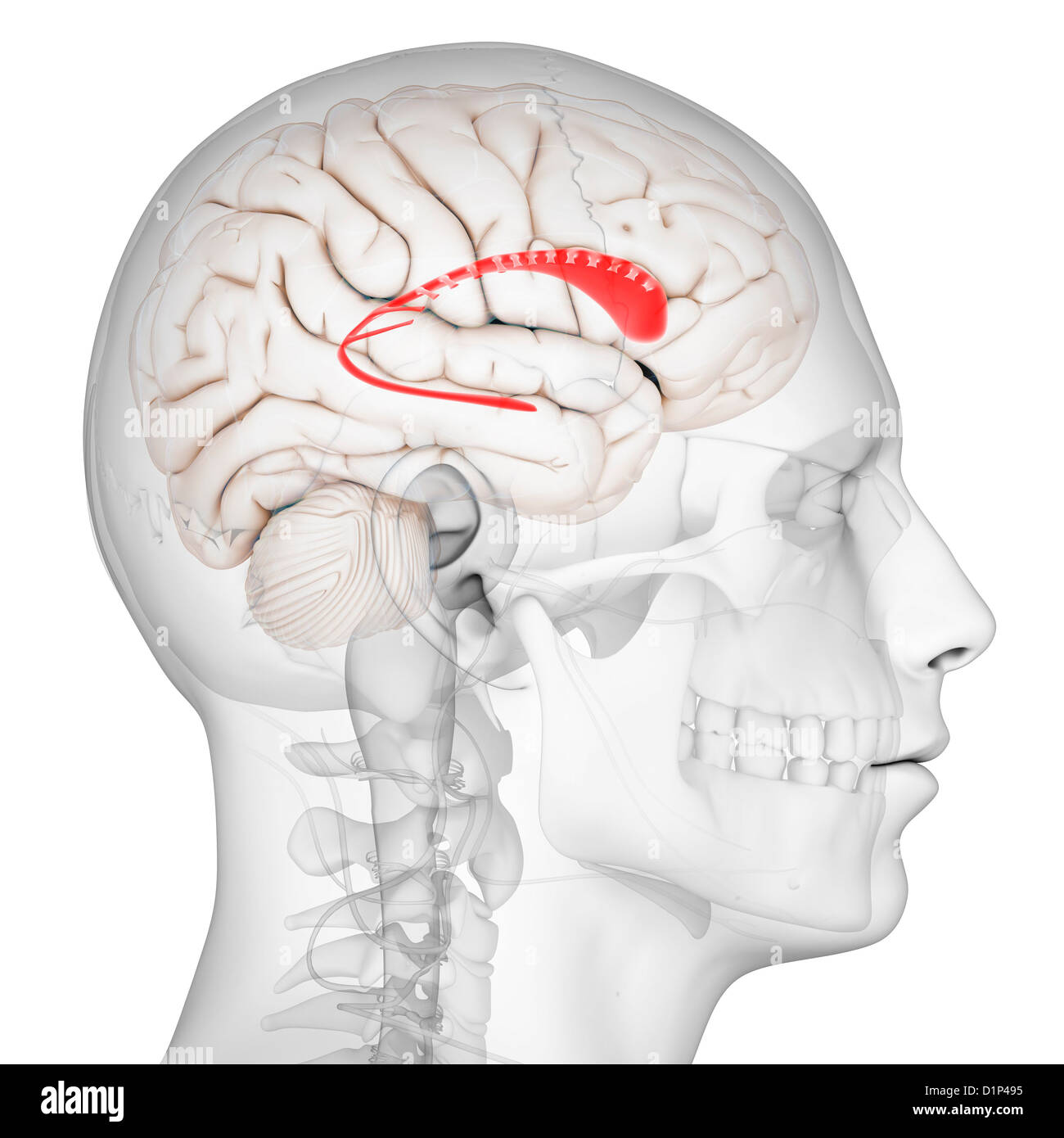 Nucleus Caudatus Des Menschlichen Gehirns Stockfotos und bilder Kaufen