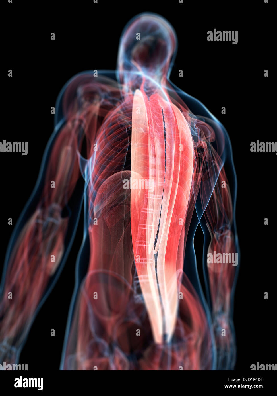 Anatomie Muskulatur Rücken Stockfotos und -bilder Kaufen - Alamy
