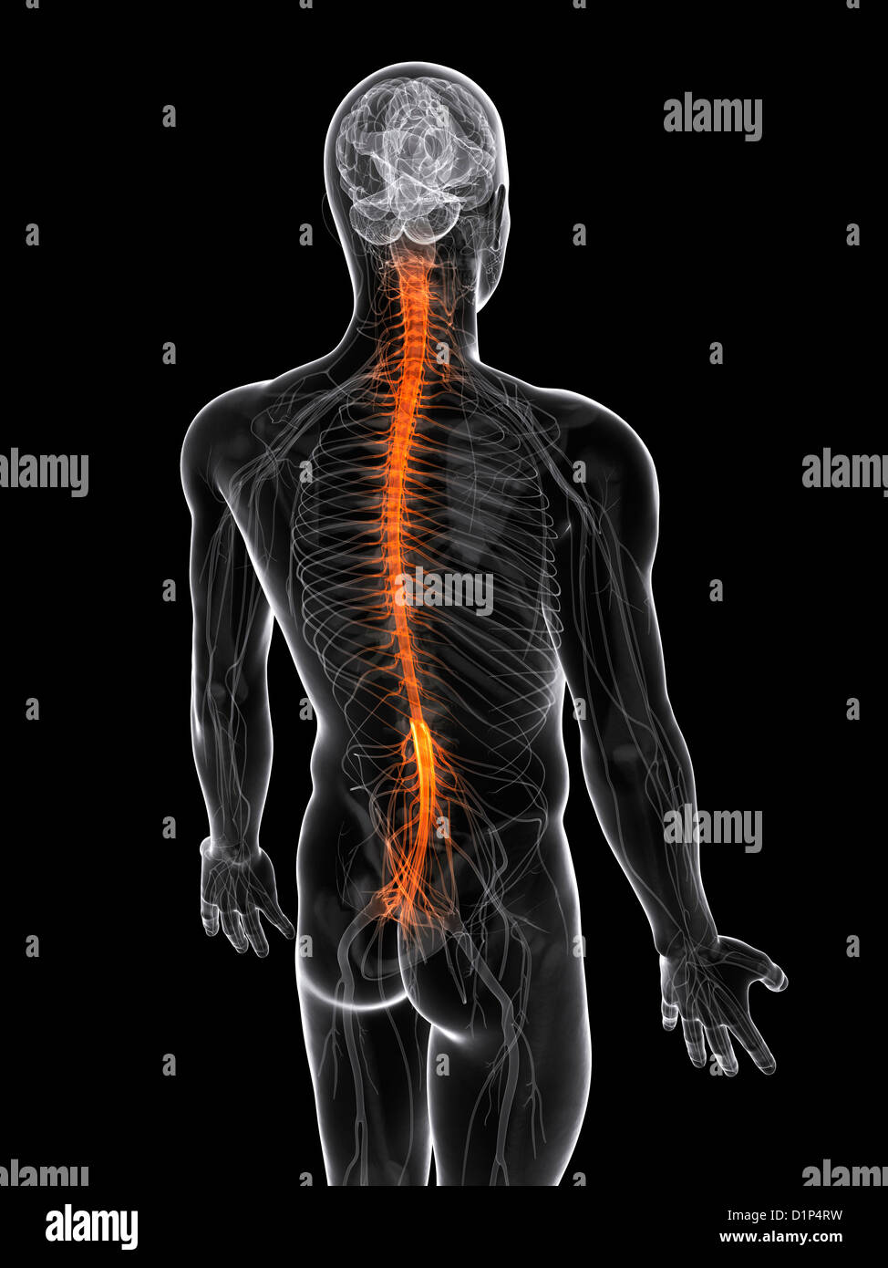 Zentralnervensystem, artwork Stockfoto