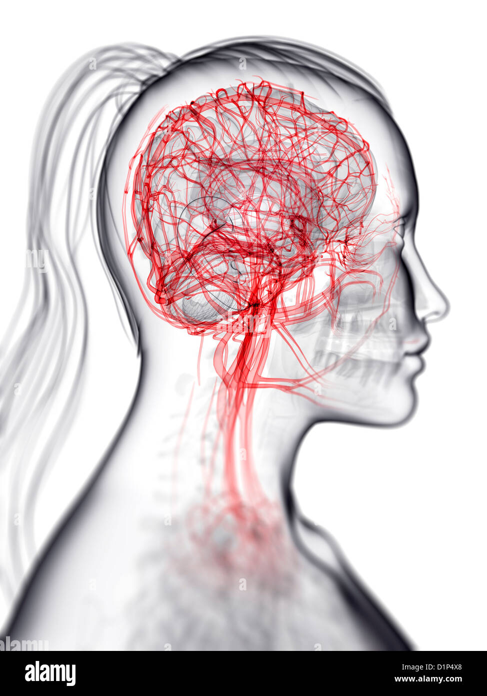 Blutversorgung des Gehirns, artwork Stockfoto