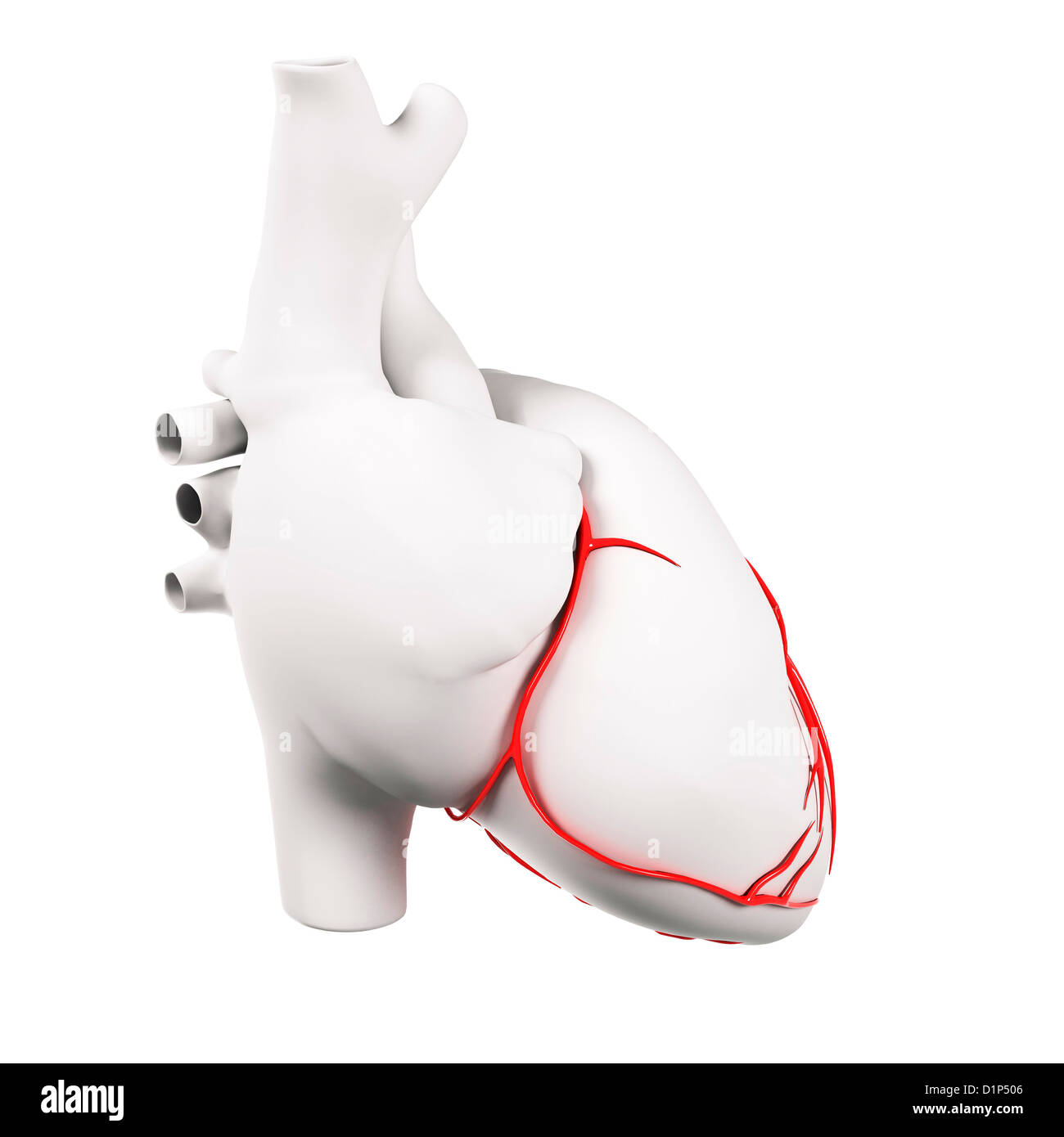 Arterias del corazon Fotos und Bildmaterial in hoher Auflösung