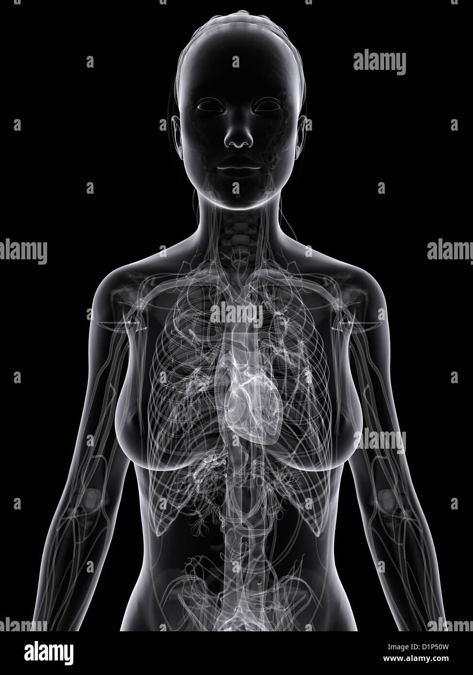 Das weibliche Herz-Kreislauf-System, artwork Stockfoto