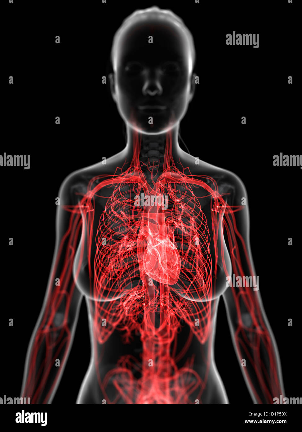 Das weibliche Herz-Kreislauf-System, artwork Stockfoto