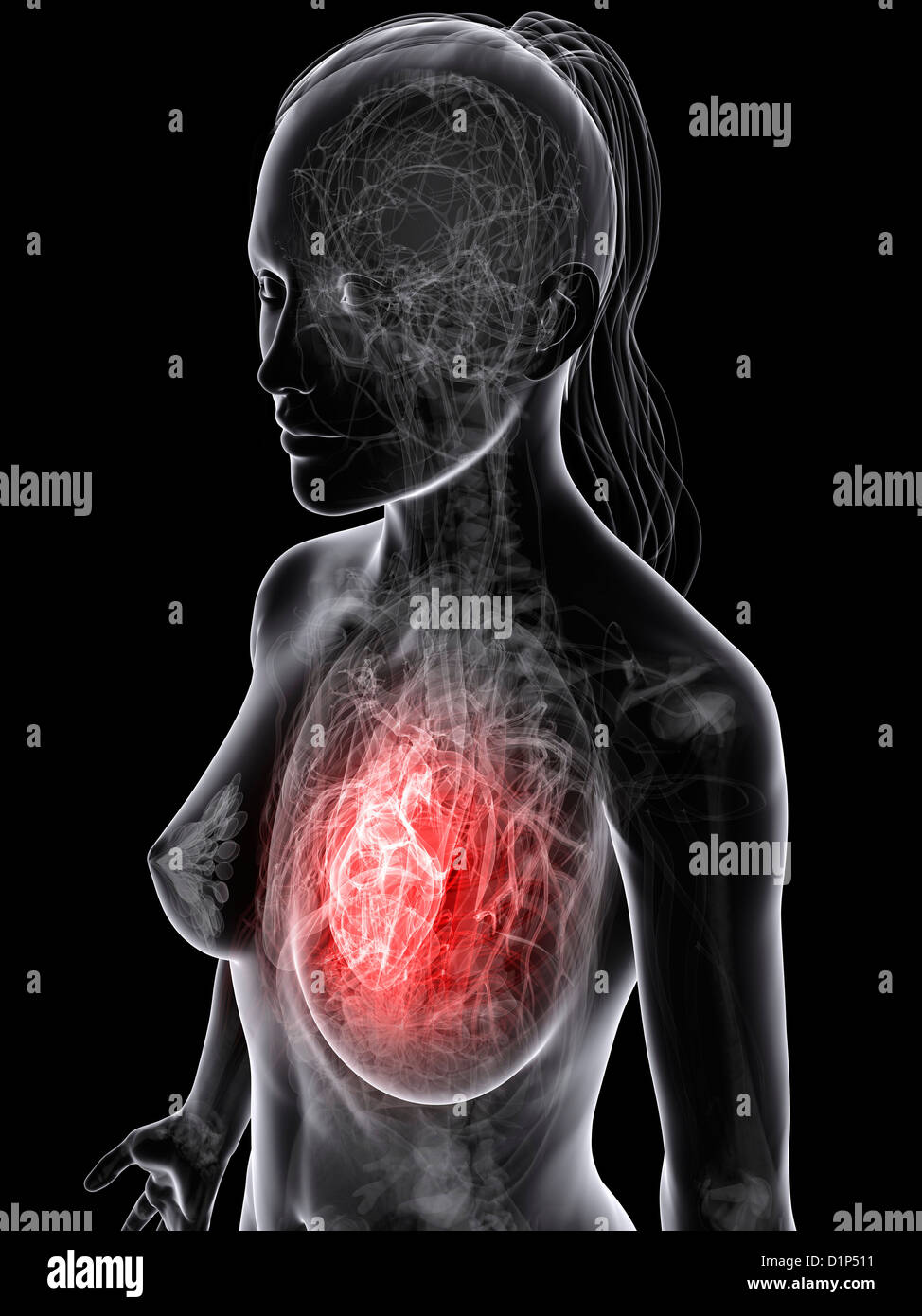 Das weibliche Herz-Kreislauf-System, artwork Stockfoto