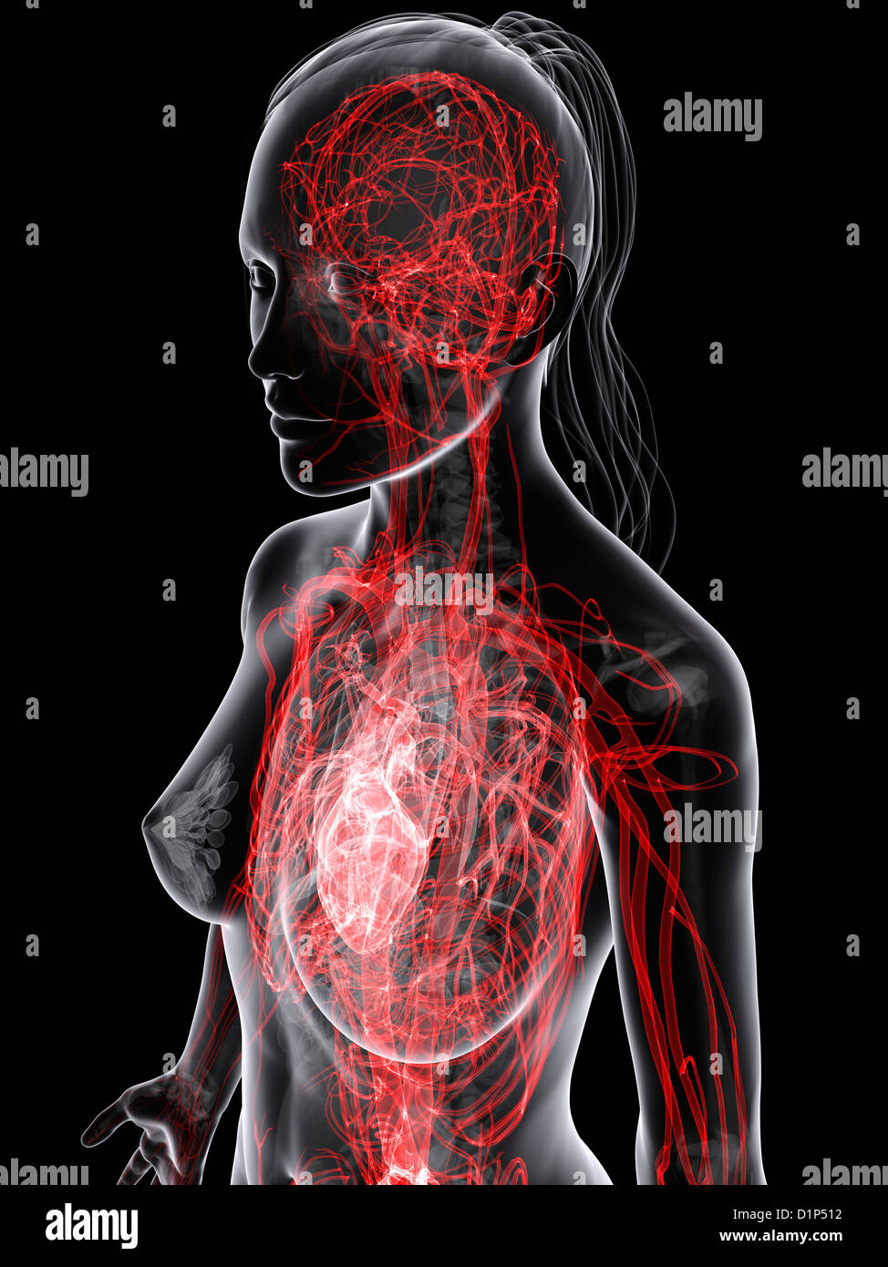 Das weibliche Herz-Kreislauf-System, artwork Stockfoto