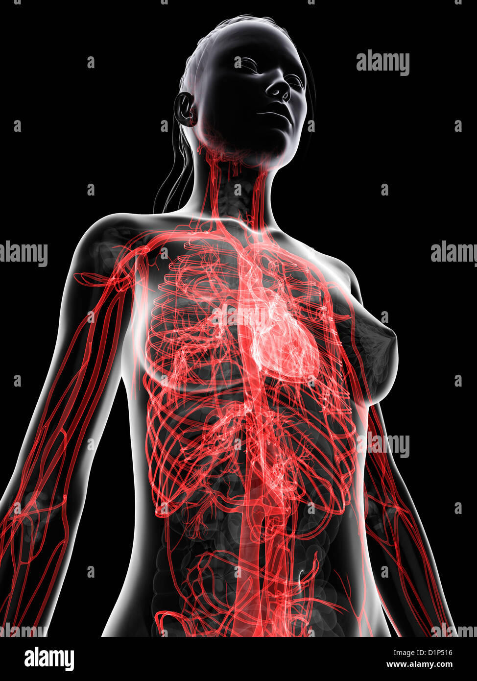 Das weibliche Herz-Kreislauf-System, artwork Stockfoto