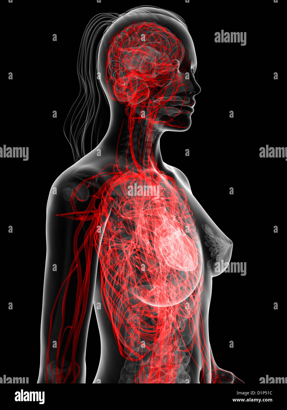 Das weibliche Herz-Kreislauf-System, artwork Stockfoto