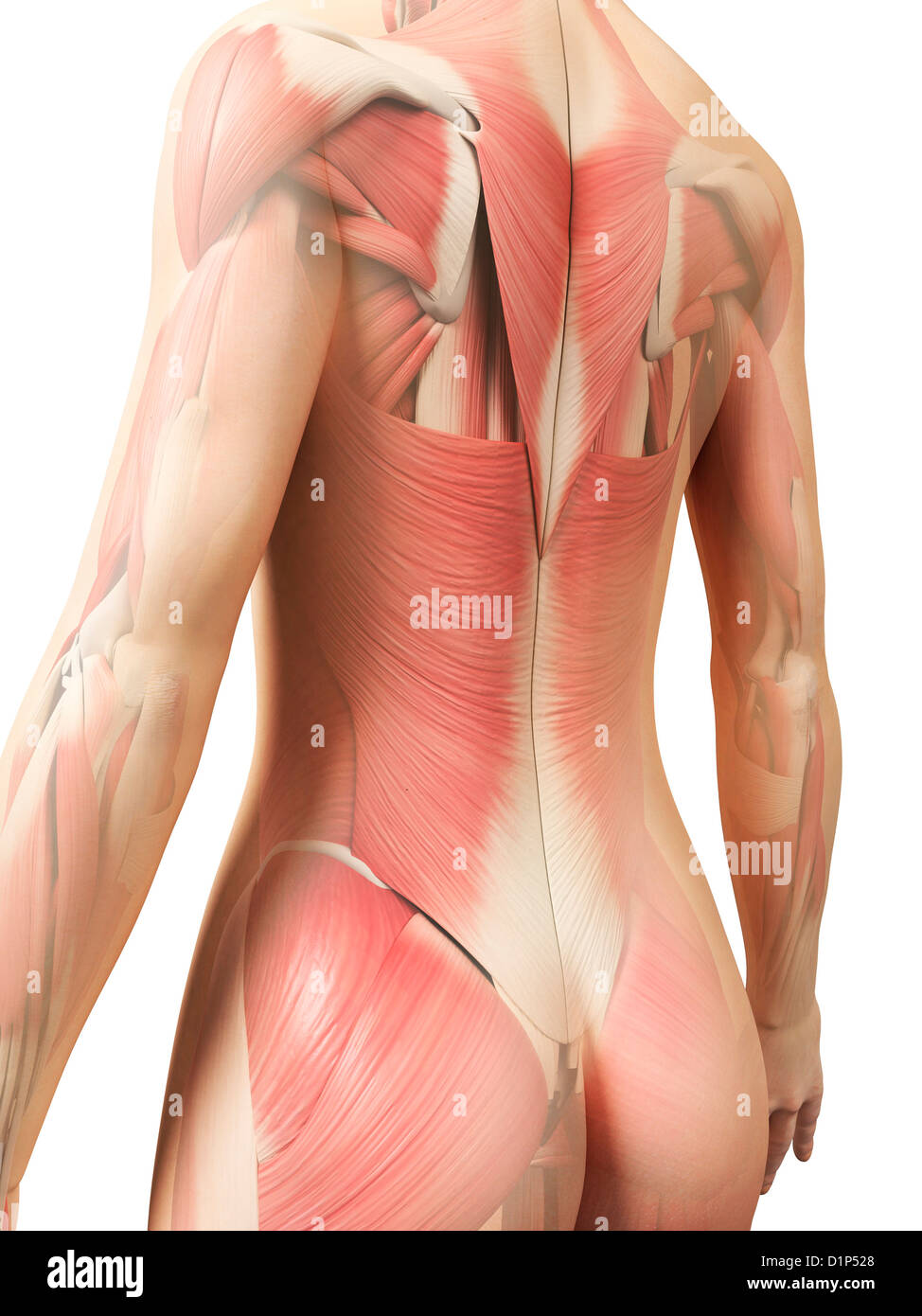 Weibliche Muskulatur, artwork Stockfoto