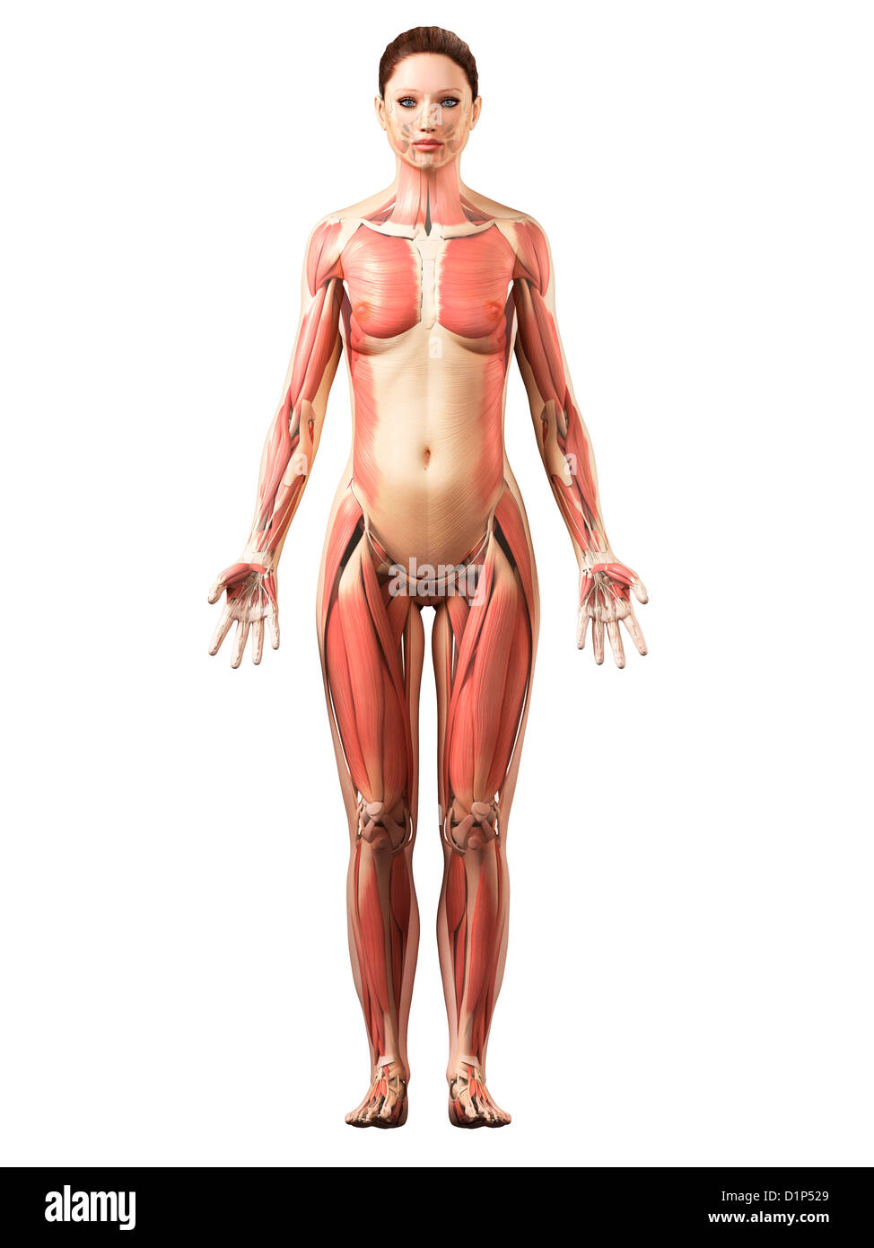 Weibliche Muskulatur, artwork Stockfoto