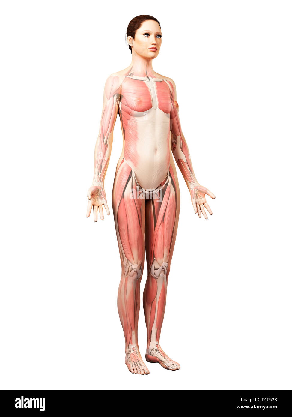 Weibliche Muskulatur, artwork Stockfoto