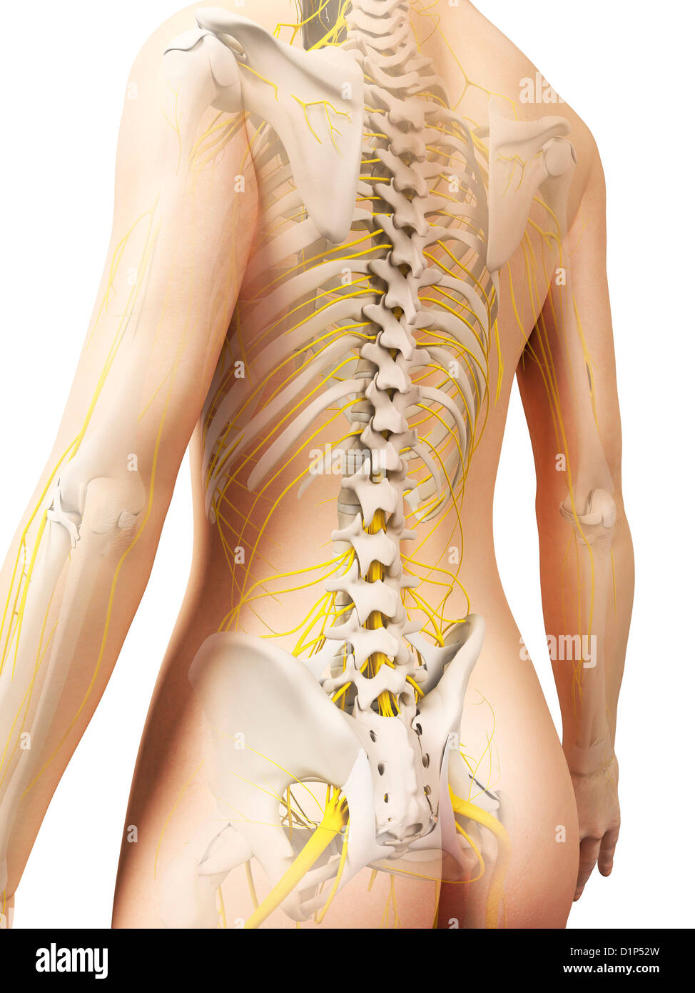 Weibliche Anatomie, artwork Stockfoto