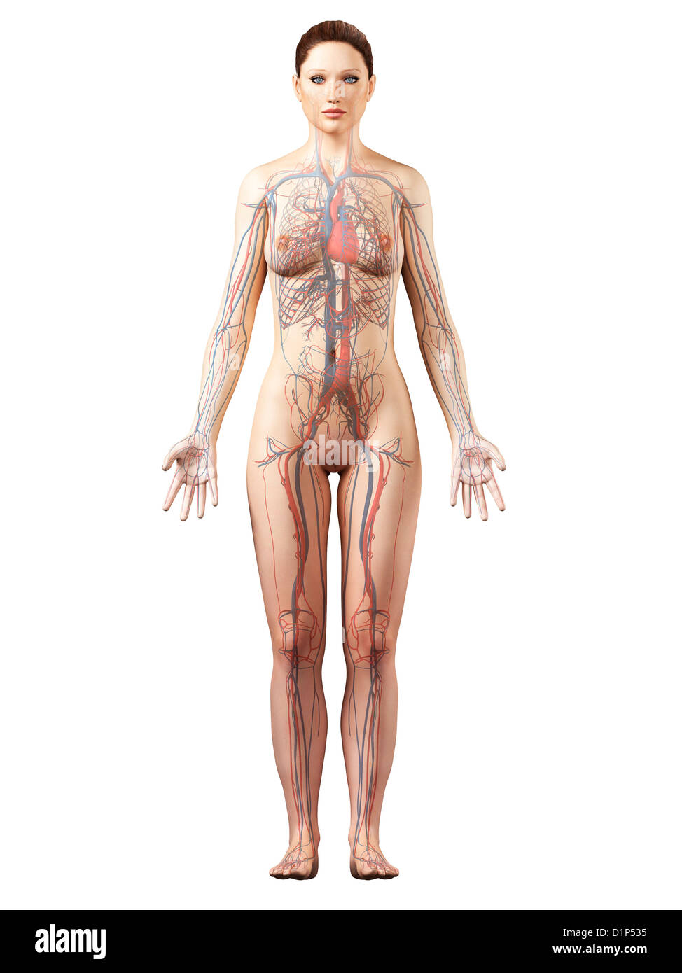 Das weibliche Herz-Kreislauf-System, artwork Stockfoto