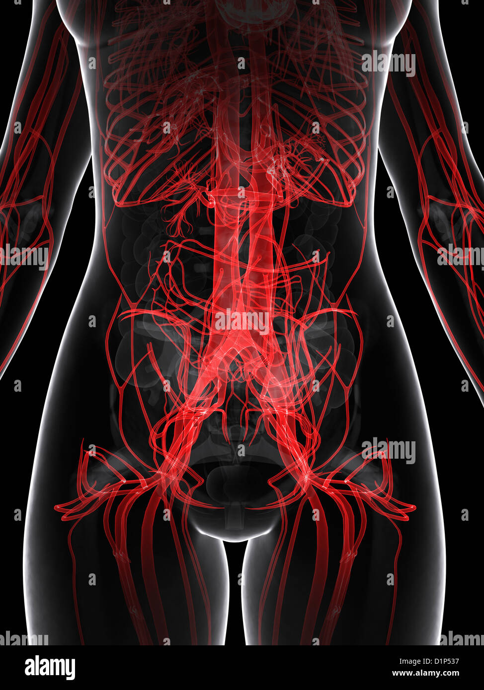 Weibliche Gefäßsystem, artwork Stockfoto