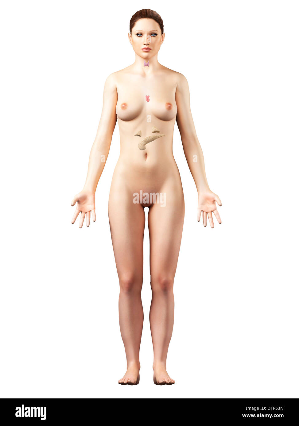 Weibliche Hormonsystem, artwork Stockfoto