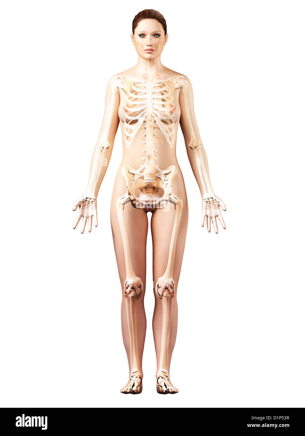 Weibliches Skelett, Kunstwerk Stockfoto