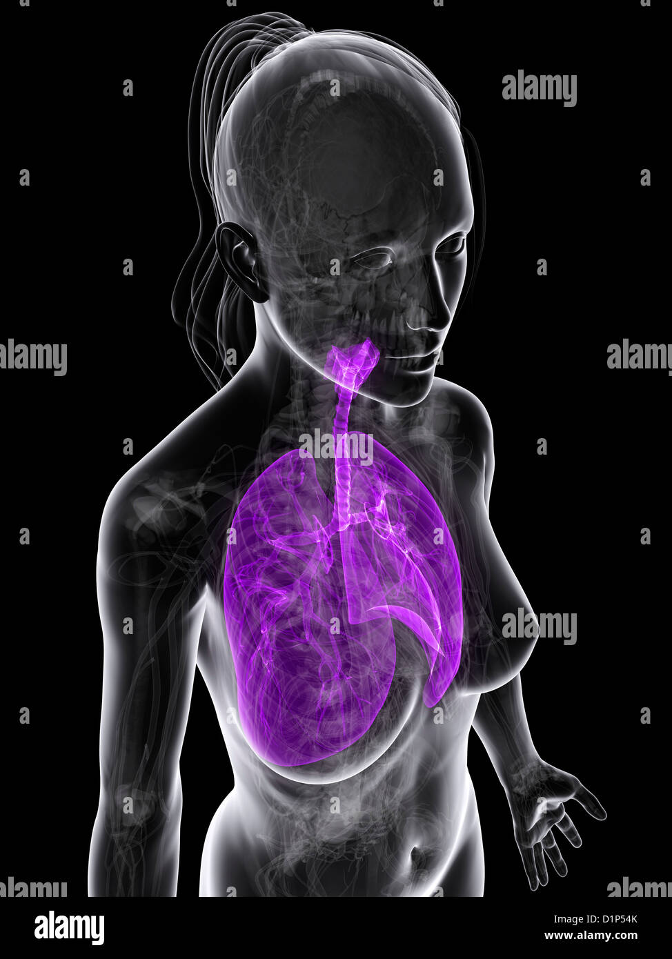 Gesunde Lungen, artwork Stockfoto