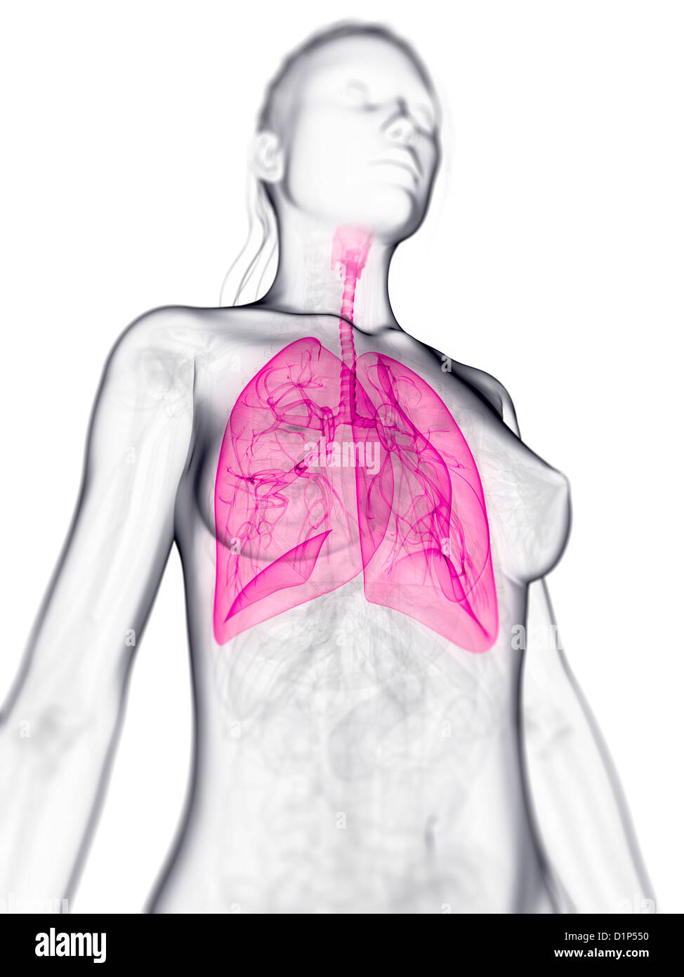 Gesunde Lungen, artwork Stockfoto