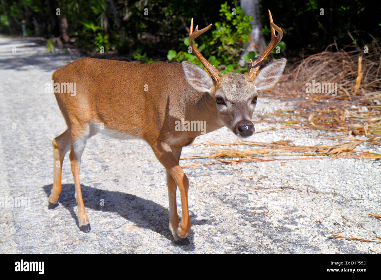 Florida keys deer -Fotos und -Bildmaterial in hoher Auflösung – Alamy