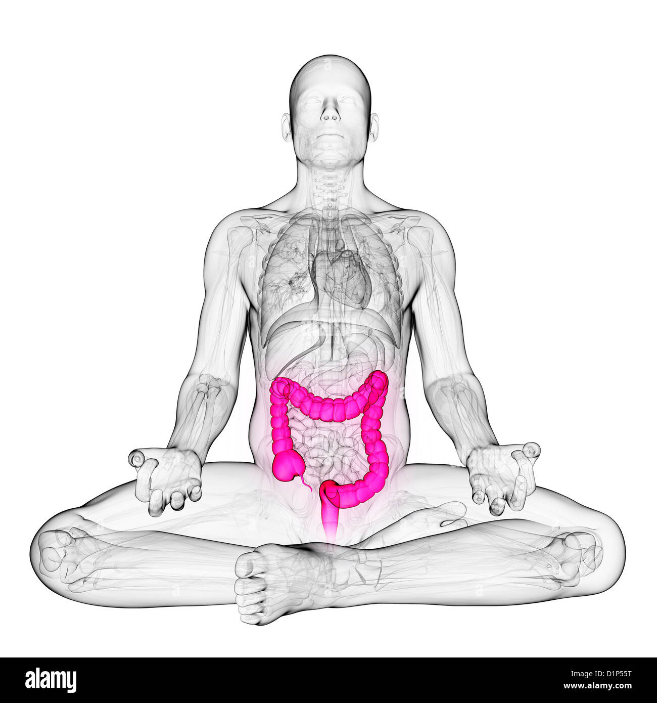 Gesunden großen Darm, Kunstwerk Stockfoto